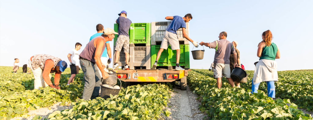 tracteur palox melons récolte cueillir