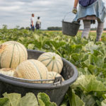 récolte melon domaine de la roche loudun