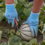 cueillette melon Regulier champ sécateur